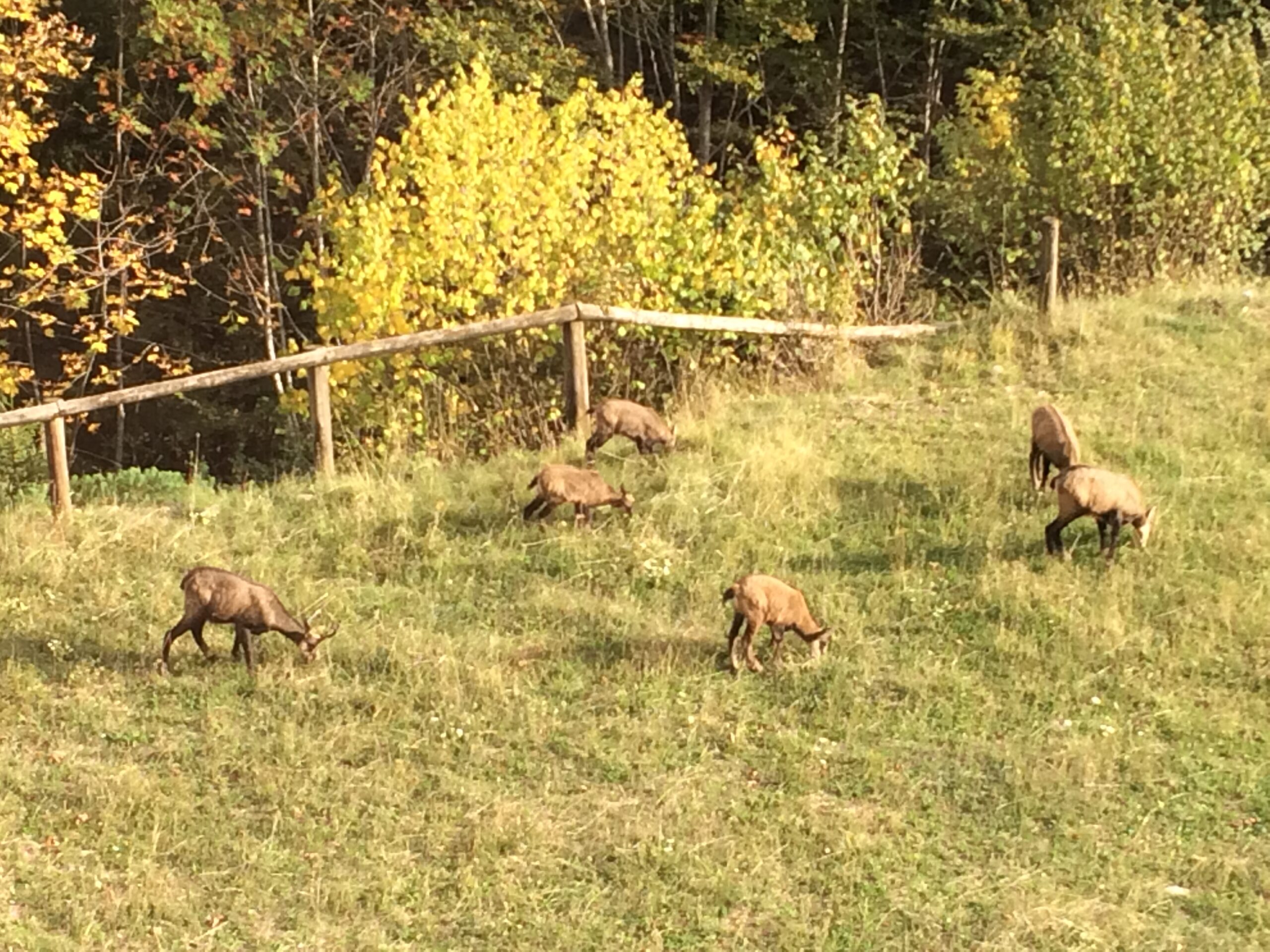Chamois; quand la montagne s’invite à notre balcon