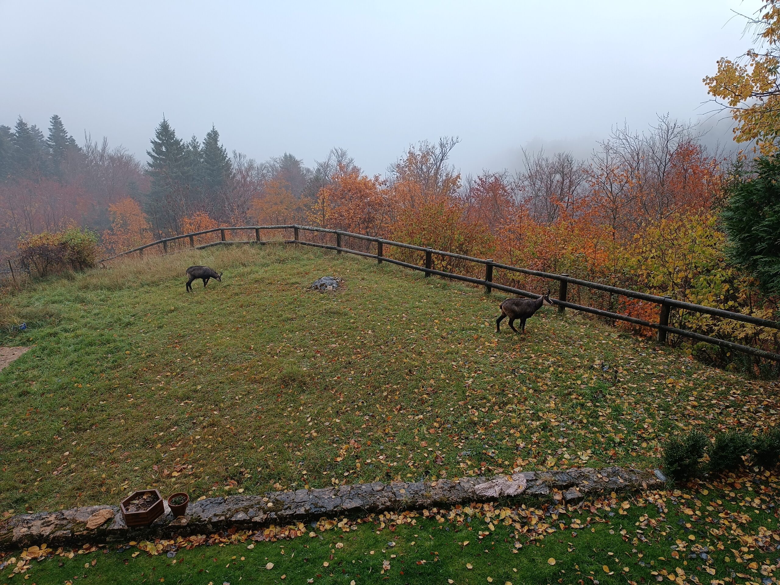 Visite matinale sous le balcon