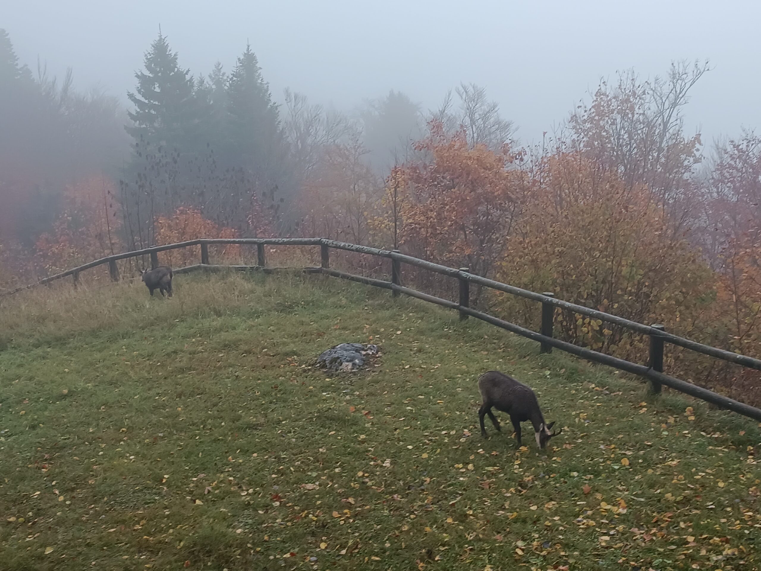 Chamois a vendre (test 23 )