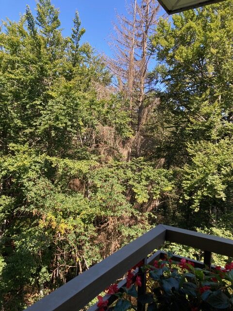 Belvedere – arbres mortes