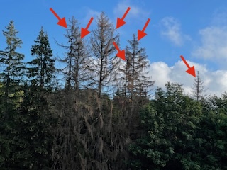 Belvédère – arbres morts parking